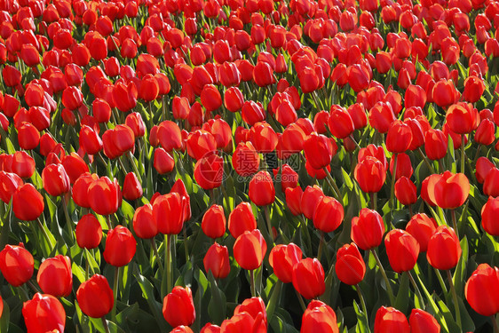 许多美丽的红色郁金香近身自然背景图片