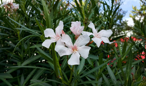 奥莱德布什有明亮白花丛中的奥莱德布希姆树图片