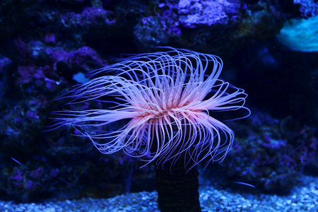 水族馆中令人惊叹的海洋动物烷ActiinaAnemone图片