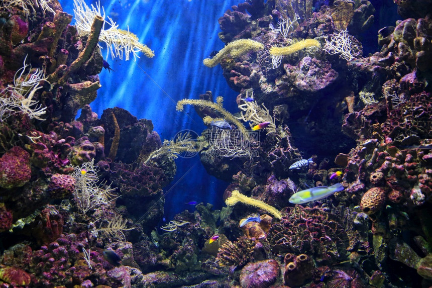 水族馆中美丽的多彩水下海洋生物图片