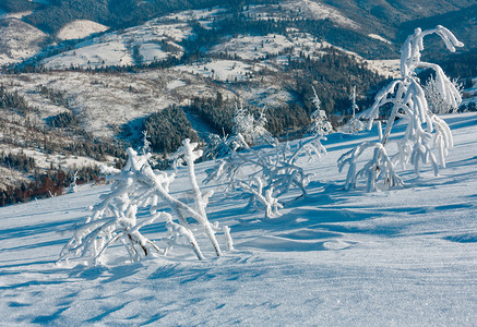 清晨冬季平静的山地景观坡上有美丽的霜冻树木和雪地滑乌克兰喀尔巴阡山图片