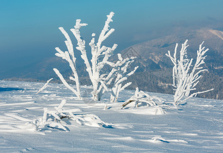 清晨冬季平静的山地景观坡上有美丽的霜冻树木和雪地滑乌克兰喀尔巴阡山图片