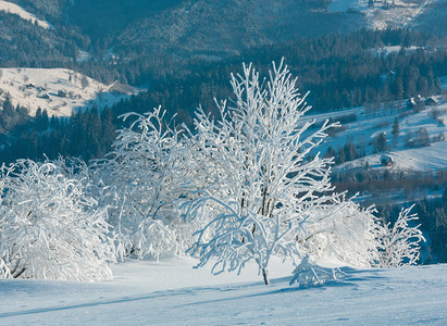 清晨冬季平静的山地景观坡上有美丽的霜冻树木和雪地滑乌克兰喀尔巴阡山图片