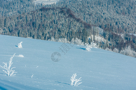 清晨冬季平静的山地景观坡上有美丽的霜冻树木和雪地滑乌克兰喀尔巴阡山图片