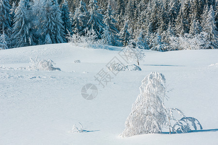 冬季平静的山地景观坡上有美丽的霜冻树木和滑雪乌克兰喀尔巴阡山图片