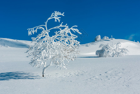 冬季平静的山地景观坡上有美丽的霜冻树木和滑雪乌克兰喀尔巴阡山图片