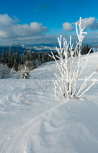 冬季平静的山区风景坡上有美丽的霜冻树木和滑雪喀尔巴阡山乌克兰远处的特罗斯山图片