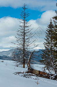 照片来自Skupova山坡的冬风景和一些枯的断风树乌克兰望向喀尔巴阡山脉的Chornohora山脊图片