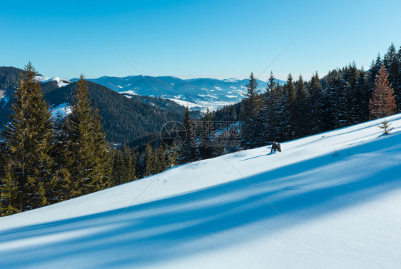 冬晨山峰顶有农田雪覆盖还有一些枯的防风树乌克兰喀尔巴阡山宁静的Dzembronya村郊区图片