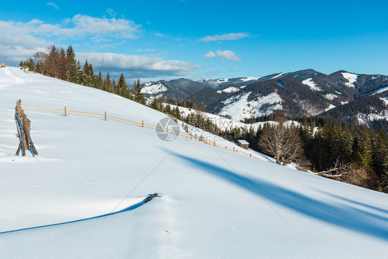 冬晨山峰顶有农田雪覆盖还有一些枯的防风树乌克兰喀尔巴阡山宁静的Dzembronya村郊区图片