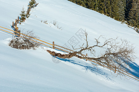 冬晨山峰顶有农田雪覆盖还有一些枯的防风树乌克兰喀尔巴阡山宁静的Dzembronya村郊区图片