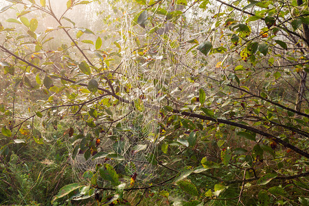 草原上野生山林里树枝上带着露水的蜘蛛网图片
