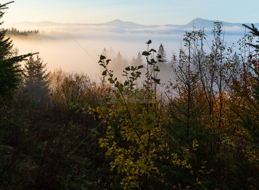 喀尔巴阡山脉乌克兰伊瓦诺弗基夫斯克州山坡的早雾图片