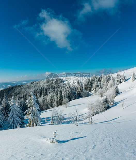 冬季平静的山区风景坡上有美丽的霜冻树木和雪流喀尔巴阡山乌克兰图片