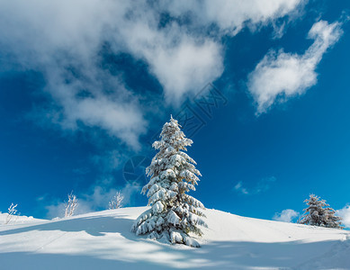 美丽的冬季雪覆盖着美丽的冬季雪山坡上松冻大fir树蓝天下有滑雪喀尔巴阡山乌克兰图片