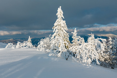 夜晚寒冬平静的山地景观坡上有美丽的霜冻树木和滑雪乌克兰喀尔巴阡山背景