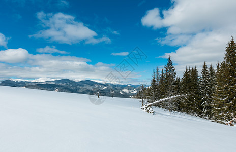 照片来自舒波娃山坡的冬风景和一些枯的断风树乌克兰望着科霍诺拉山脊和喀尔巴阡峰的皮普伊万山顶图片