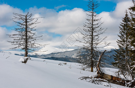 照片来自舒波娃山坡的冬风景和一些枯的断风树乌克兰望着科霍诺拉山脊和喀尔巴阡峰的皮普伊万山顶图片