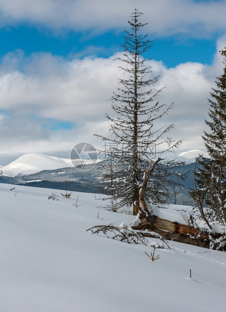 照片来自舒波娃山坡的冬风景和一些枯的断风树乌克兰望着科霍诺拉山脊和喀尔巴阡峰的皮普伊万山顶图片