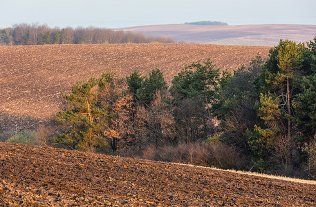 春晨乡村风景山谷中的丘树木和林上耕种农田图片