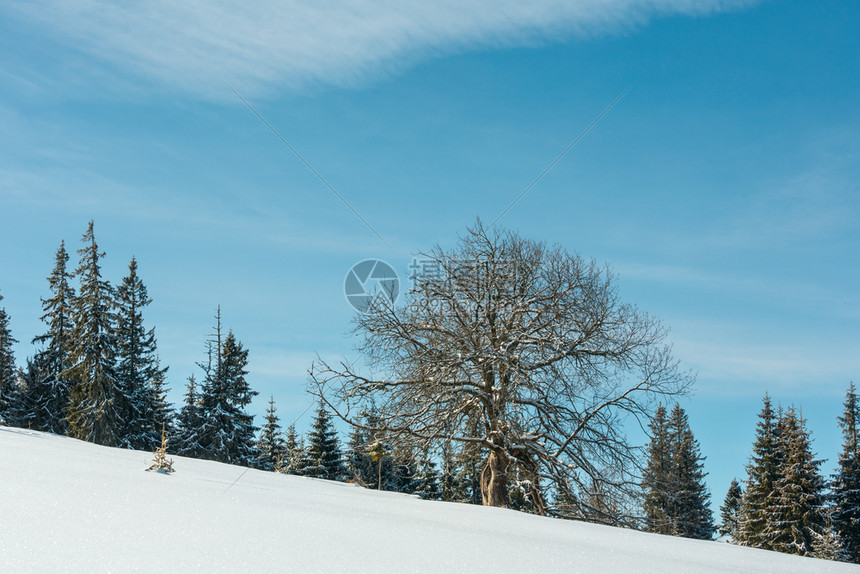 冬雪山高原坡上的孤单大果树蓝云的天空背景图片