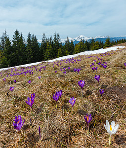 VioletCrocusHeuffelianusCrocusvernus高山花在喀尔巴阡山高原谷的春天乌克兰欧洲七点拍摄综合图像图片