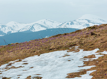 在清晨春秋天的喀尔巴阡山谷乌克兰欧洲紫色花朵美丽的概念春天或初夏风景图片