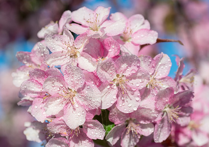 日本樱桃花朵以自然背景为美丽的春天柔软焦点概念背景图片