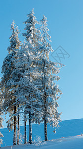 清晨冬季平静的山地景观坡上有美丽的霜冻树木和雪地滑乌克兰喀尔巴阡山图片