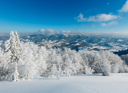 喀尔巴阡山被白雪覆盖的树木图片