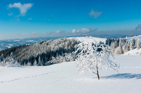 冬季平静的山地景观坡上有美丽的霜冻树木和滑雪乌克兰喀尔巴阡山图片