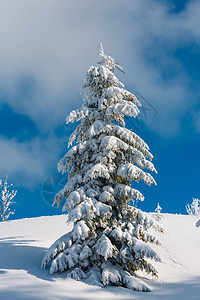 美丽的冬季积雪山坡上大风霜积雪蓝天空下有滑雪喀尔巴阡山乌克兰图片