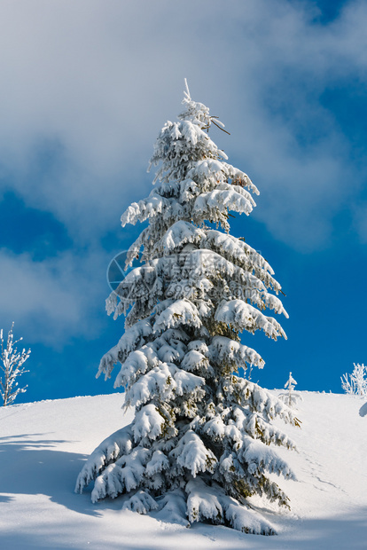 美丽的冬季积雪山坡上大风霜积雪蓝天空下有滑雪喀尔巴阡山乌克兰图片