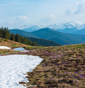 雪山花VioletCrocusHeuffelianusCrocusvernus高山花在乌克兰欧洲喀尔巴阡山高原谷喀尔巴阡高原谷的泉水中背景