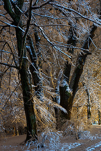 冬季夜晚美丽的大雪覆盖树木照亮了伊万弗兰科公园乌克利沃夫市中心图片