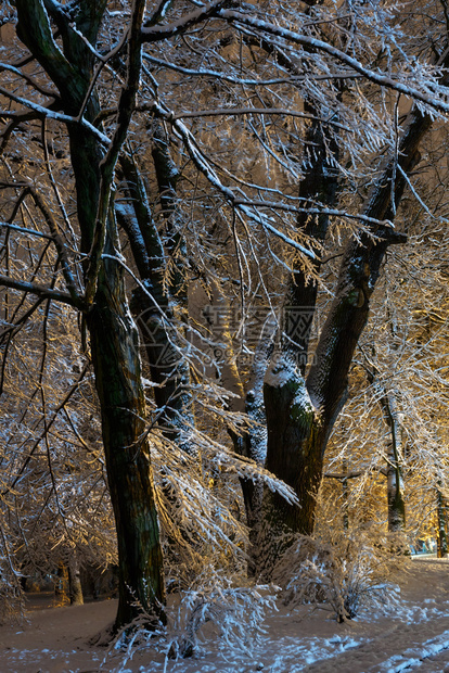 冬季夜晚美丽的大雪覆盖树木照亮了伊万弗兰科公园乌克利沃夫市中心图片