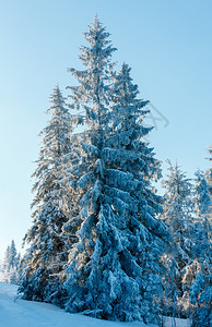 上午清晨冬季平静的山地景观影中坡上的霜和雪覆盖了树喀尔巴阡山乌克兰图片