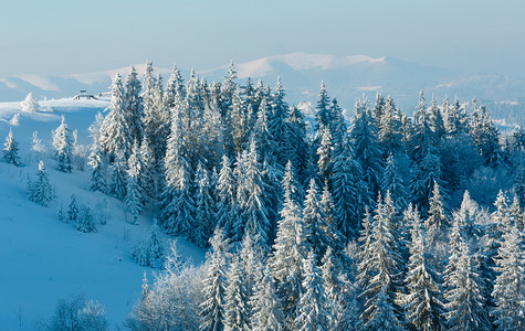 喀尔巴阡山被白雪覆盖的树木图片