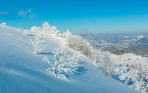 喀尔巴阡山被白雪覆盖的树木景观图片