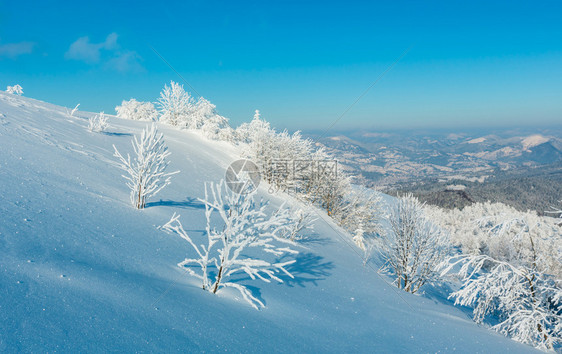 喀尔巴阡山被白雪覆盖的树木景观图片