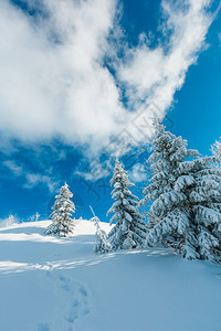 冬季平静的山地景观坡上有美丽的霜冻树木和山坡道穿过上的雪流喀尔巴阡山乌克兰图片