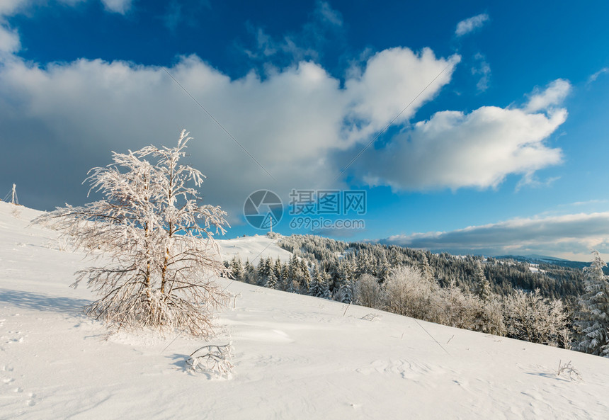 乌克兰喀尔巴阡山美丽的霜冻树木图片