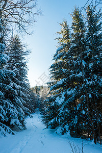 照片日出阳光照耀的冬季喀尔巴阡山高之路森林里有足迹图片