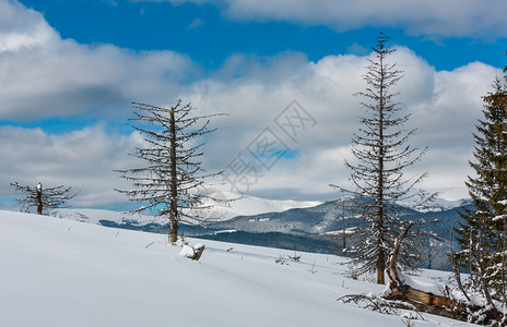 照片来自舒波娃山坡的冬风景和一些枯的断风树乌克兰望着科霍诺拉山脊和喀尔巴阡峰的皮普伊万山顶图片