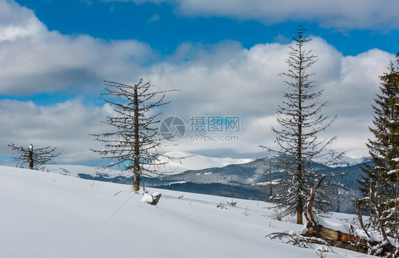 照片来自舒波娃山坡的冬风景和一些枯的断风树乌克兰望着科霍诺拉山脊和喀尔巴阡峰的皮普伊万山顶图片