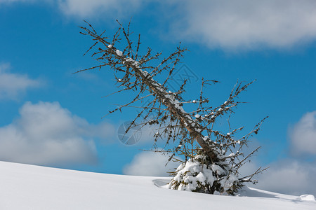 画面枯萎的寒风树冬天阳光明媚的雪流山坡蓝色天空背景的山坡图片