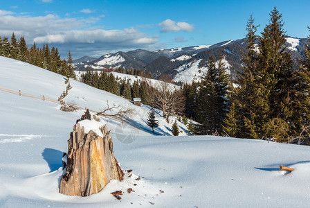 冬晨山丘雪覆盖一些枯的断风树和桩乌克兰喀尔巴阡山宁静的Dzembronya村农郊区图片