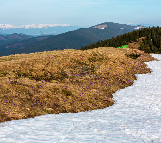 在喀尔巴阡山高原谷和远处乌克兰欧洲的旅游帐篷中CrocusHeuffelianusCrocusvernus高山花朵美丽的概念春天图片