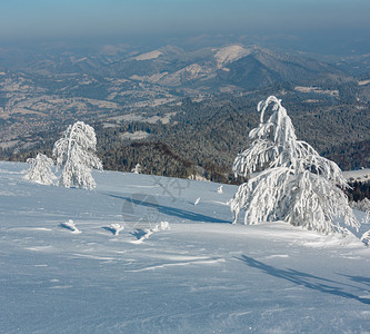 清晨冬季平静的山区风景坡乌克兰喀尔巴阡山上有美丽的霜冻树木和雪地漂流图片