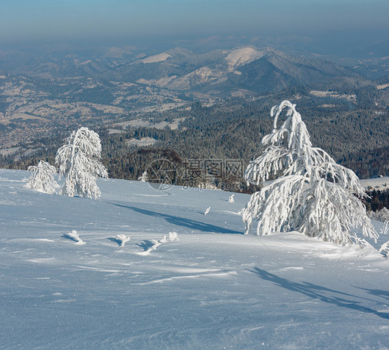 清晨冬季平静的山区风景坡乌克兰喀尔巴阡山上有美丽的霜冻树木和雪地漂流图片